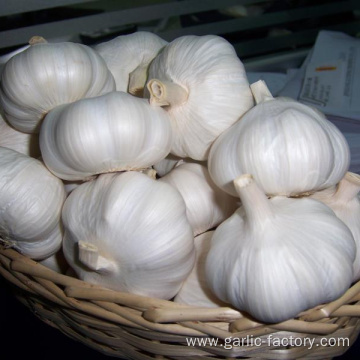 Fresh Natural Garlic Price HOT SALE